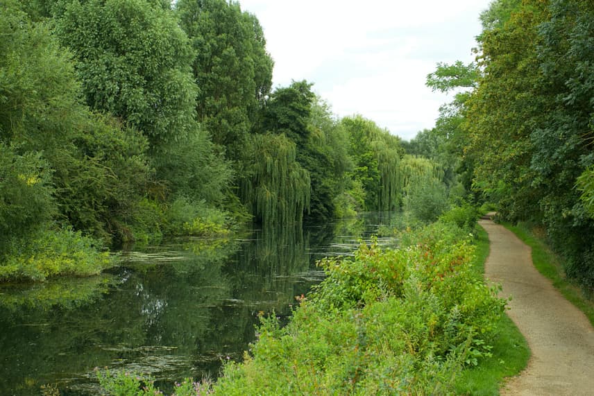 A picture of a willow tree in a forest